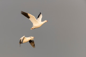 Snow Geese in Bosque Del Apache, New Mexico, USA