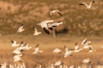 Snow Geese in Bosque Del Apache, New Mexico, USA