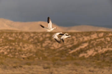 Snow Geese in Bosque Del Apache, New Mexico, USA