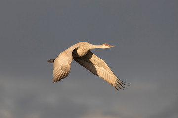 Sandhill Cranes in Bosque Del Apache, New Mexico, USA