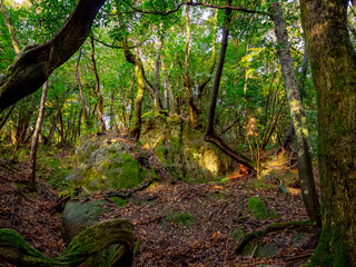  林と岩のある風景