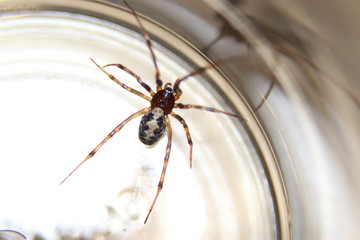 Spinne im Glas 03
