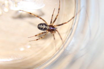 Spinne im Glas 02