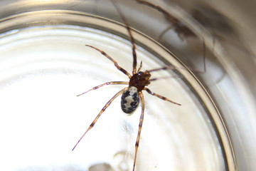 Spinne im Glas 01 