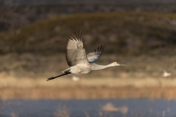 Sandhill Cranes in Bosque Del Apache, New Mexico, USA