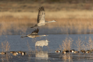 Sandhill Cranes in Bosque Del Apache, New Mexico, USA