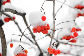 Viburnum In The Snow. Beautiful winter