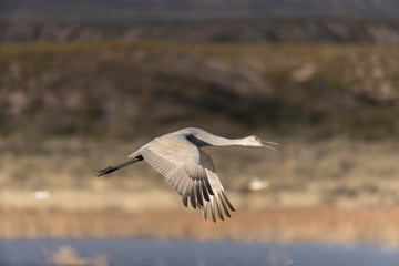 Sandhill Cranes in Bosque Del Apache, New Mexico, USA