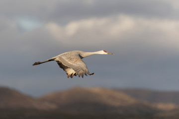 Sandhill Cranes in Bosque Del Apache NWR at San Antonio New Mexico, USA