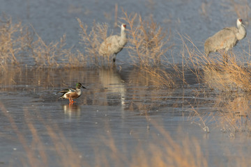 Sandhill Cranes in Bosque Del Apache NWR at San Antonio New Mexico, USA