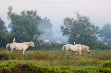 Naklejka na ściany i meble Weiße Pferde mit Kuhreitern auf dem Rücken in der Camargue