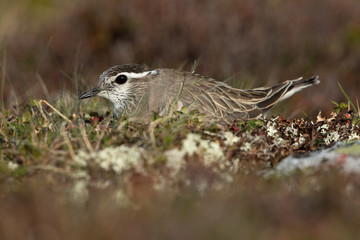 Eurasian dotterel in the scandinavian fell