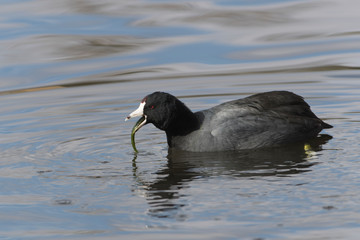 American Coot in Florida Marsh