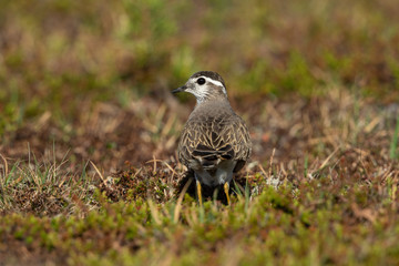 Eurasian dotterel in the scandinavian fell