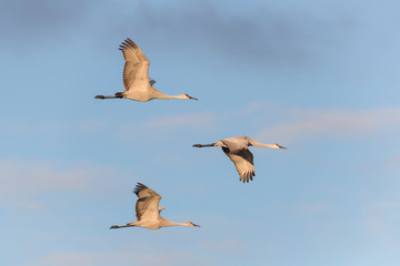 Sandhill Cranes in Bosque Del Apache, New Mexico, USA