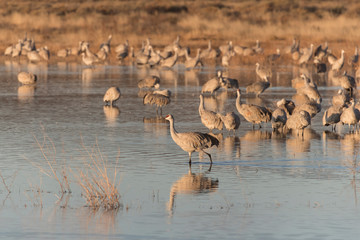 Sandhill Cranes in Bosque Del Apache, New Mexico, USA