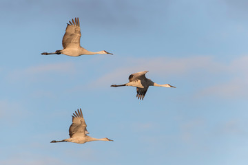 Sandhill Cranes in Bosque Del Apache, New Mexico, USA