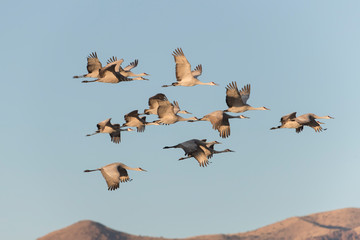 Sandhill Cranes in Bosque Del Apache, New Mexico, USA