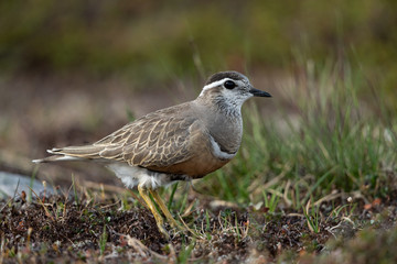 Eurasian dotterel in the scandinavian fell