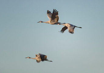 Obraz premium Sandhill Cranes in Bosque Del Apache, New Mexico, USA