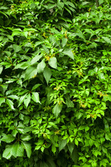 Green ivy, background. Leaves of green ivy (maiden grapes) occupy the entire frame., Greens, leaves