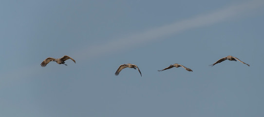 Sandhill Cranes in Bosque Del Apache, New Mexico, USA