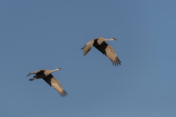 Fototapeta premium Sandhill Cranes in Bosque Del Apache, New Mexico, USA