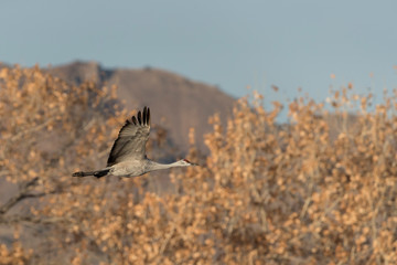 Sandhill Cranes in Bosque Del Apache, New Mexico, USA