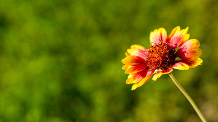 Kokardenblume vor unscharfem Hintergrund