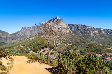 A view of Table Mountain in Cape Town, viewed from Lion's Head trail