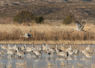 Sandhill Cranes in Bosque Del Apache, New Mexico, USA