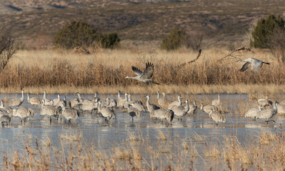 Fototapeta na wymiar Sandhill Cranes in Bosque Del Apache, New Mexico, USA