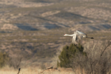 Sandhill Cranes in Bosque Del Apache, New Mexico, USA