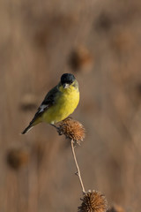 Obraz premium Lesser Goldfinch in Bosque Del Apache, New Mexico, USA