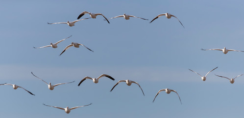 Snow Geese in Bosque Del Apache, New Mexico, USA