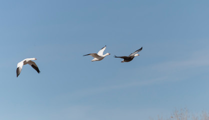 Fototapeta na wymiar Snow Geese in Bosque Del Apache, New Mexico, USA