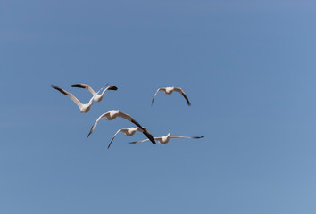 Snow Geese in Bosque Del Apache, New Mexico, USA