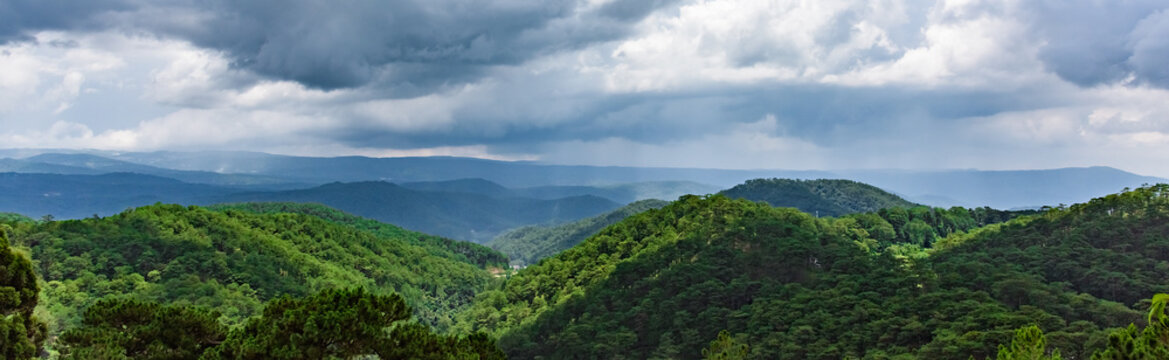 jungle view from the top