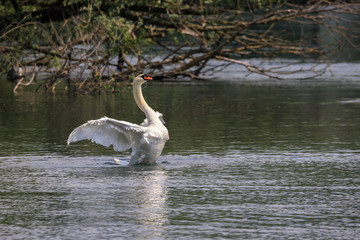 cigno sul fiume Adda