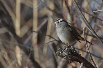 White-crowned sparrow in New Mexico