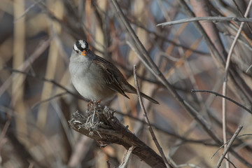 White-crowned sparrow in New Mexico