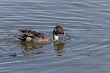 Male Northern Pintail duck swimming