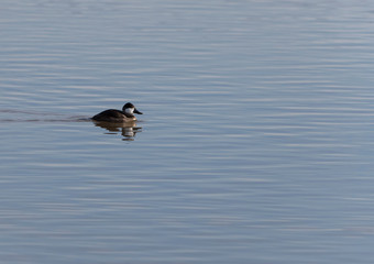 Ducks in Bosque del Apace, New Mexico