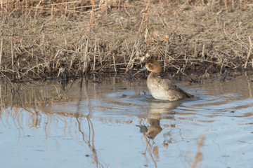 Ducks in Bosque del Apace, New Mexico