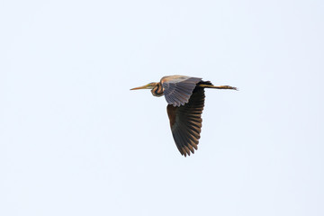 Airone Rosso in volo