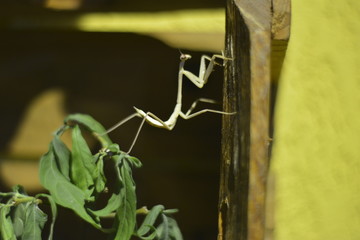 Louva Deus inseto carismático e muito simpático