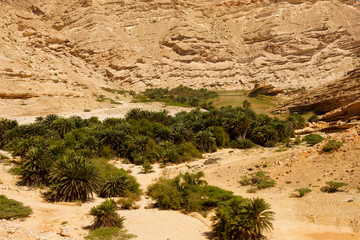 An oasis in a stony desert. East Oman
