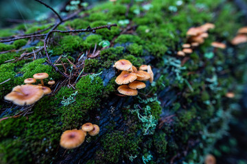 Mushrooms lichen and moss on fallen tree