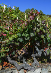 Fototapeta premium Twisted trunk of a centenary vine plant