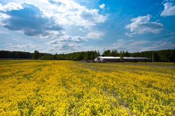 Yellow field and clouds,
